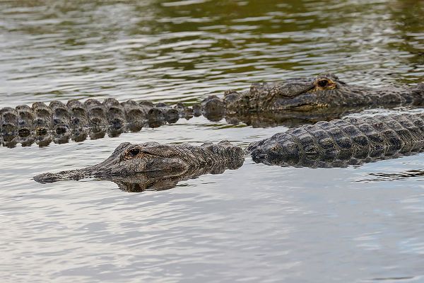 Jones, Adam 아티스트의 American alligators-Myakka River State Park-Florida작품입니다.